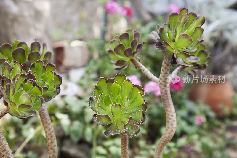 观赏性肉质Aeonium (Pinwheel)